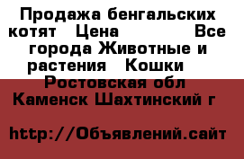 Продажа бенгальских котят › Цена ­ 20 000 - Все города Животные и растения » Кошки   . Ростовская обл.,Каменск-Шахтинский г.
